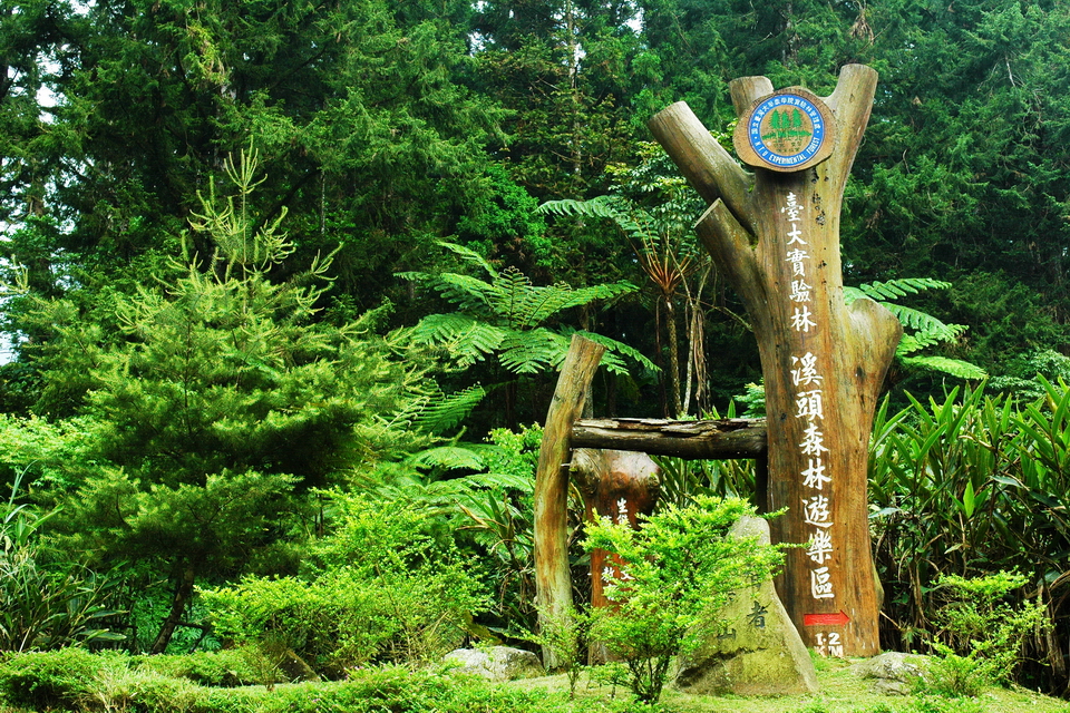 溪頭 溪頭