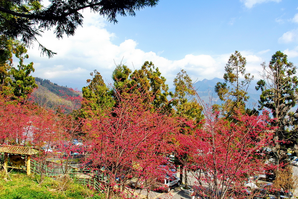 清境櫻花步道