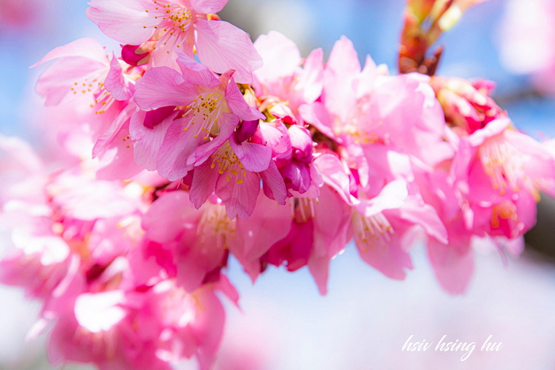 清境櫻花盛開中（攝影：胡秀幸）
