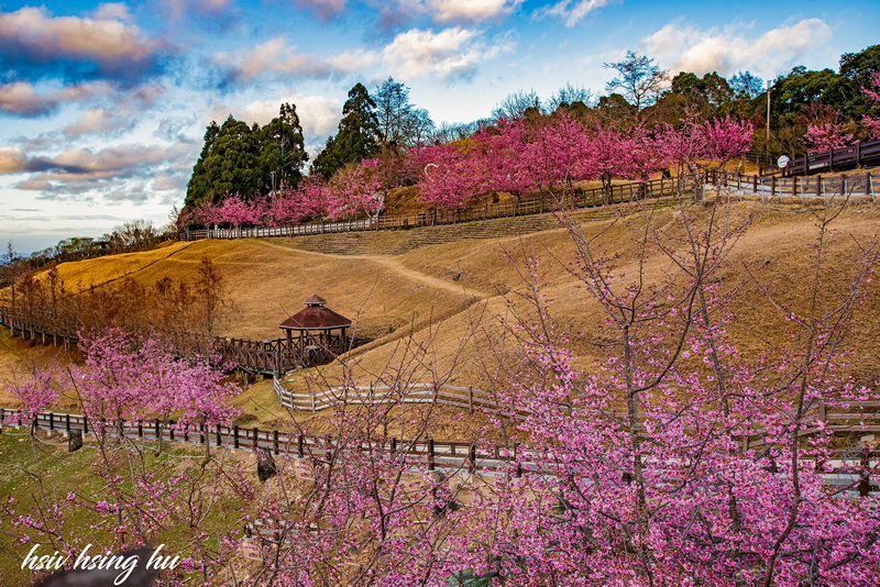 清境櫻花盛開中（攝影：胡秀幸）