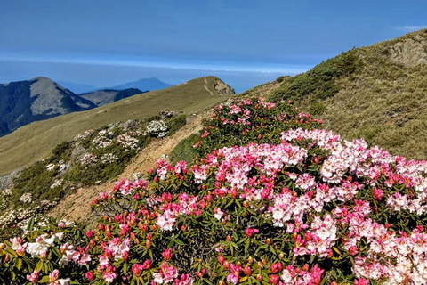 合歡山醉美杜鵑花～賞花專車